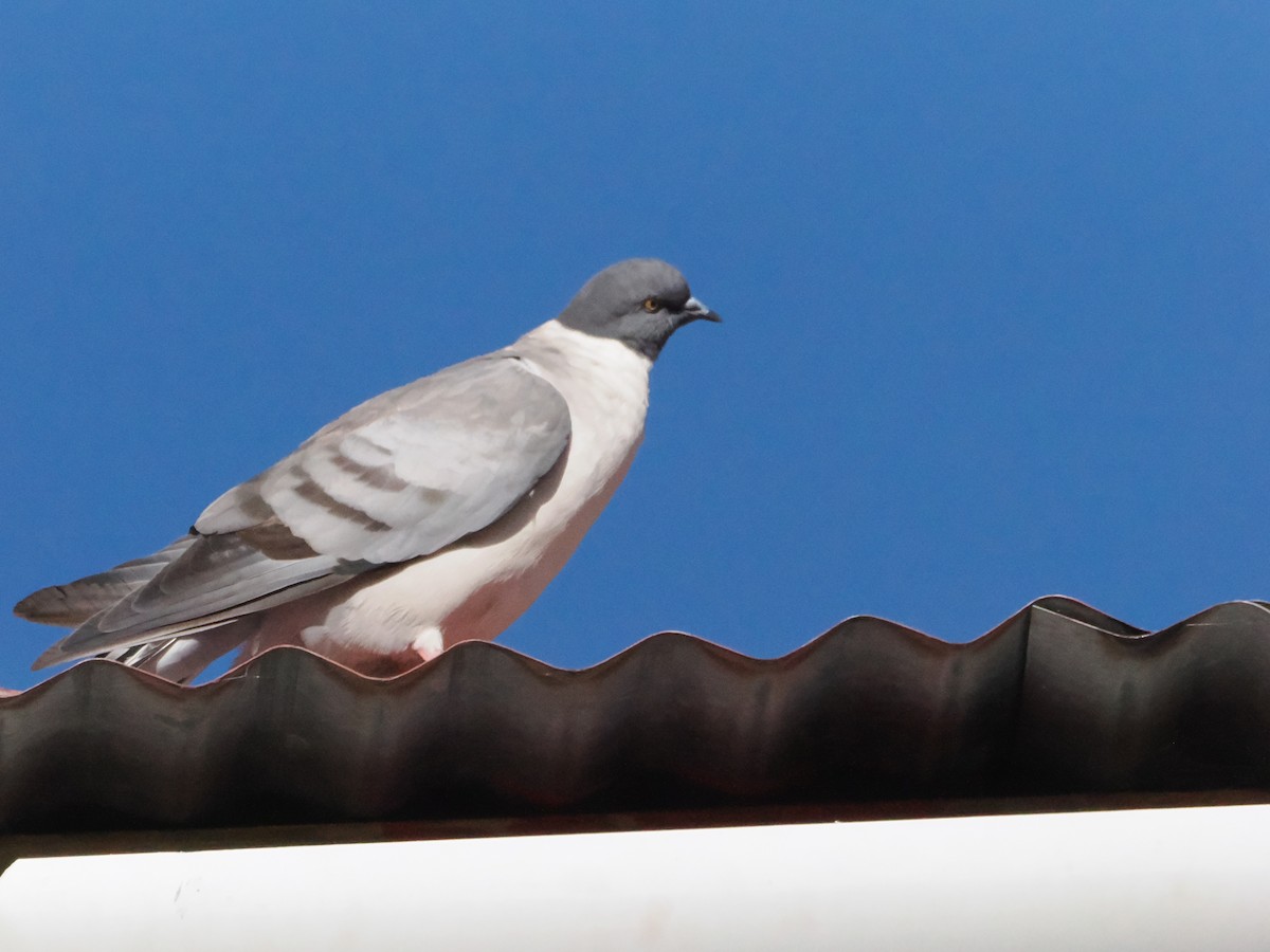 Snow Pigeon - ML645371305