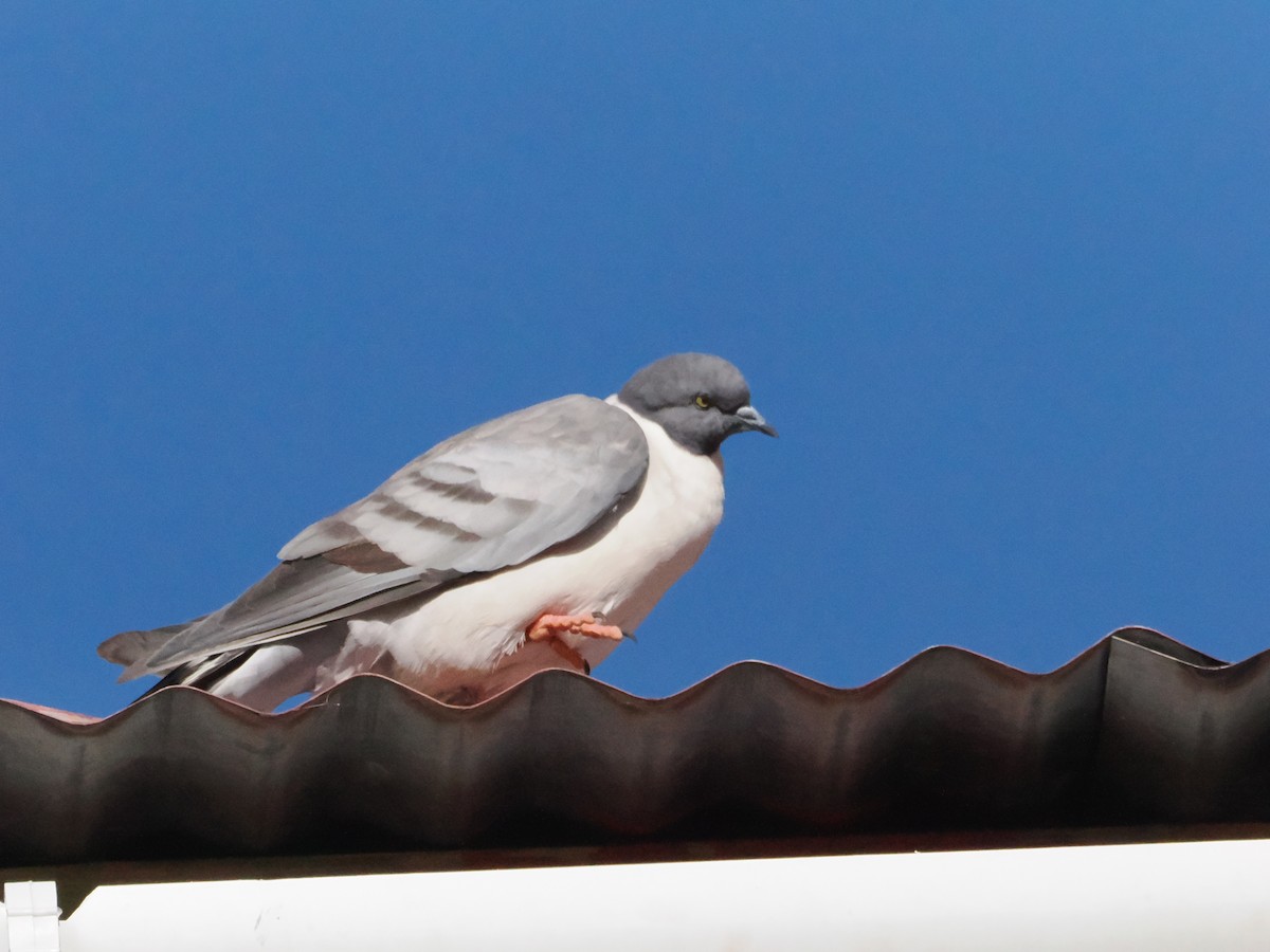 Snow Pigeon - ML645371306