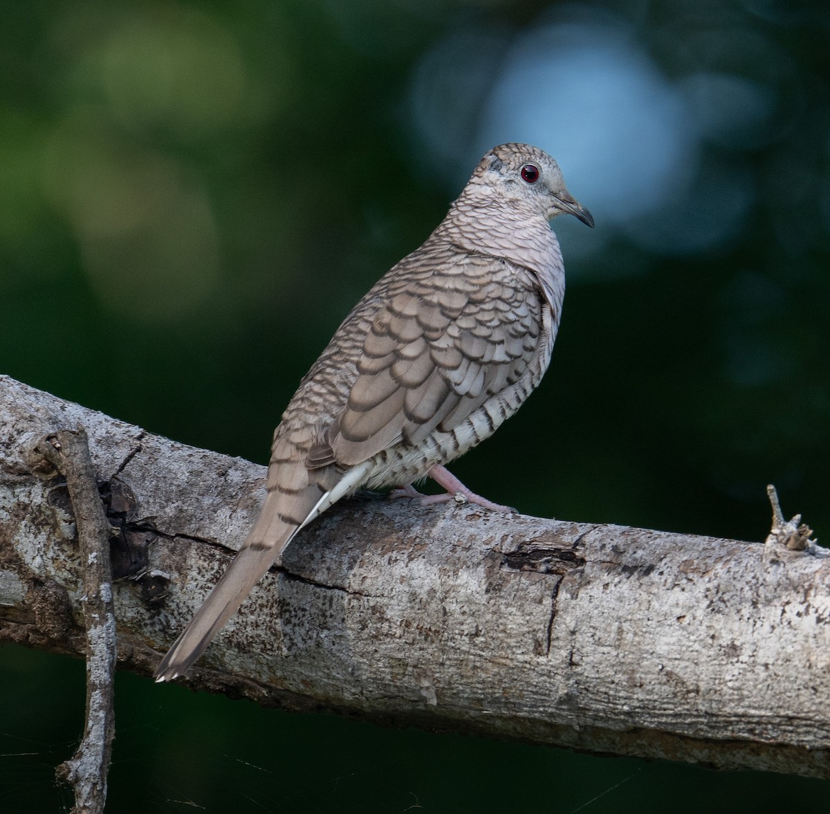 Inca Dove - ML645371310