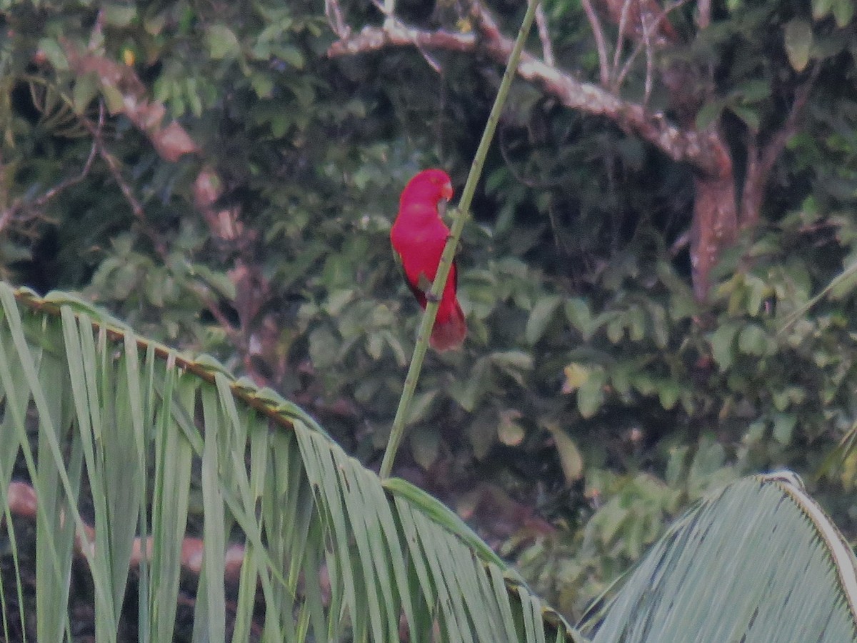 Chattering Lory - ML645371311