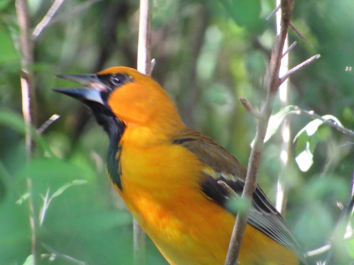 Altamira Oriole - ML645371317