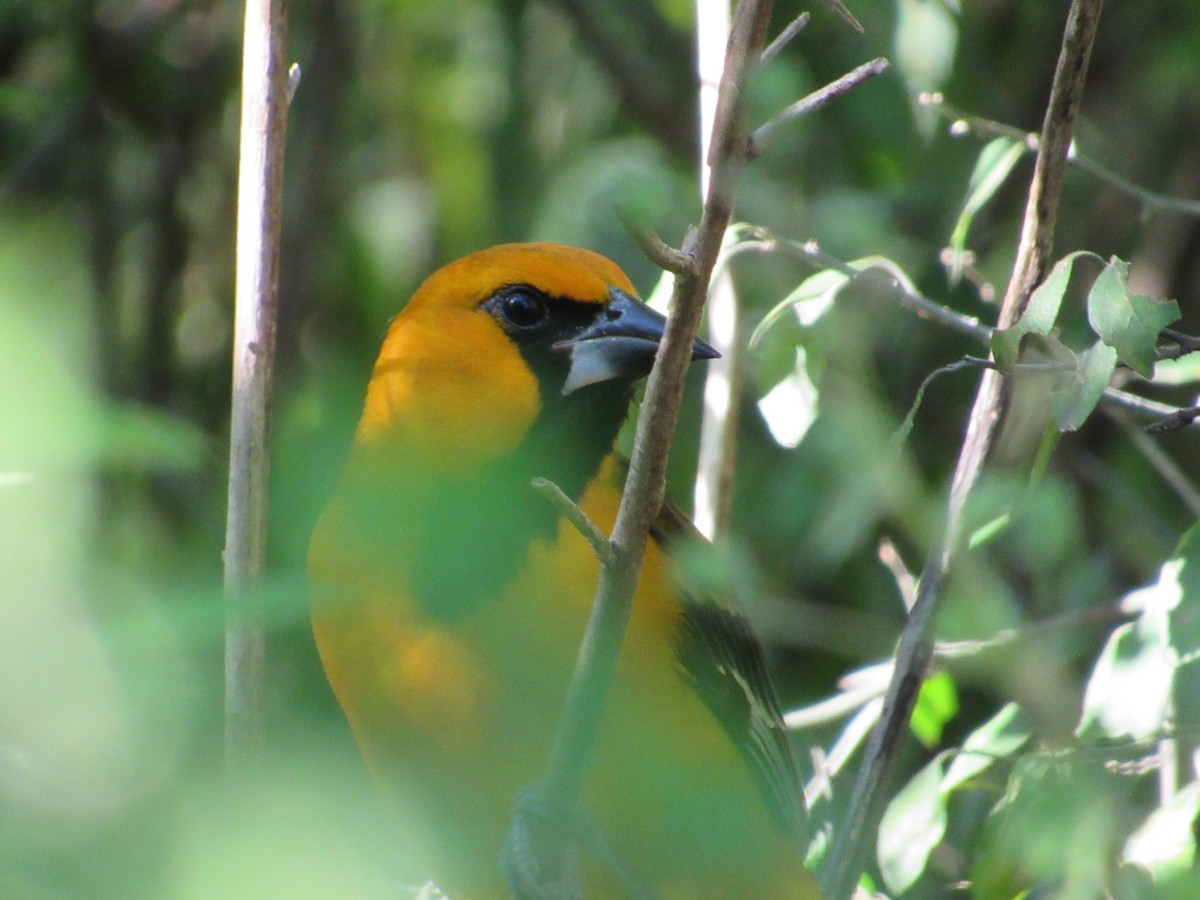 Altamira Oriole - ML645371318