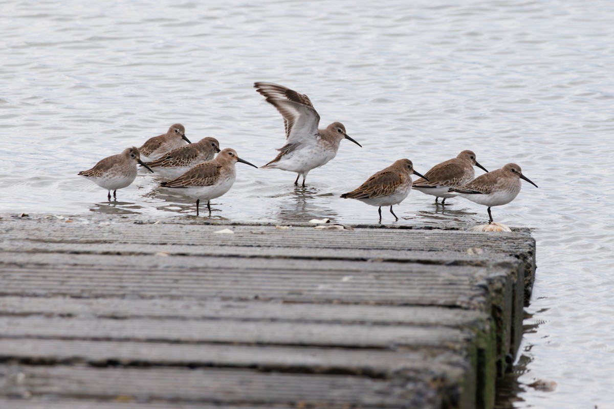 myrsnipe - ML645371321