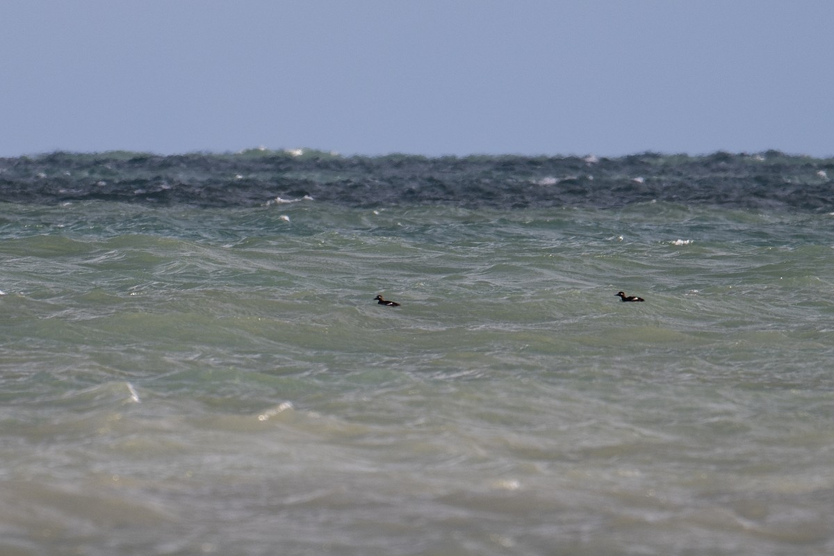 White-winged Scoter - ML645371324