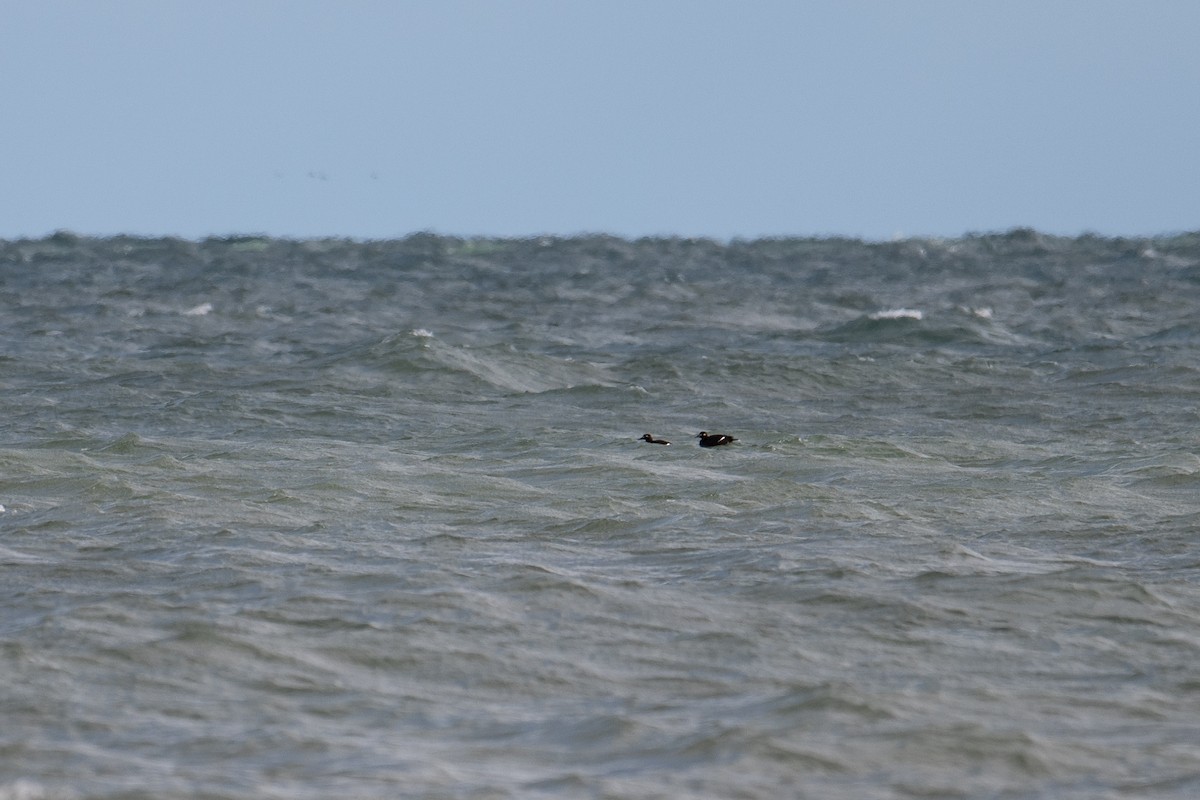 White-winged Scoter - ML645371325