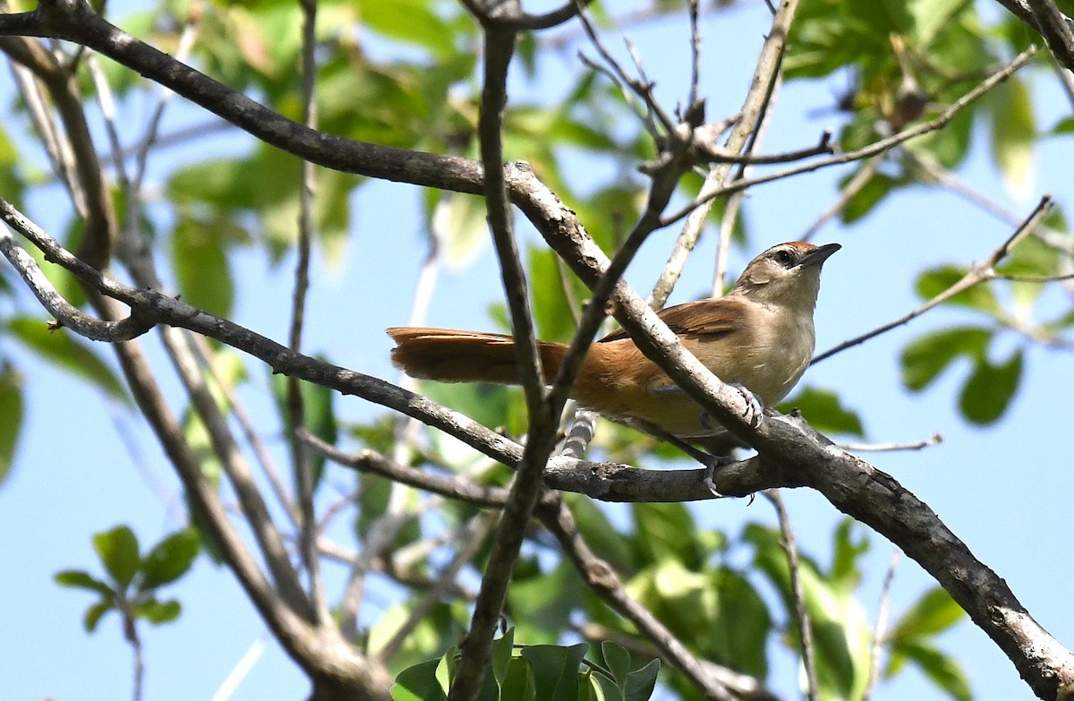 Rufous-fronted Thornbird (Rufous-fronted) - ML645371326