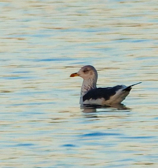 Lesser Black-backed Gull - ML645371334