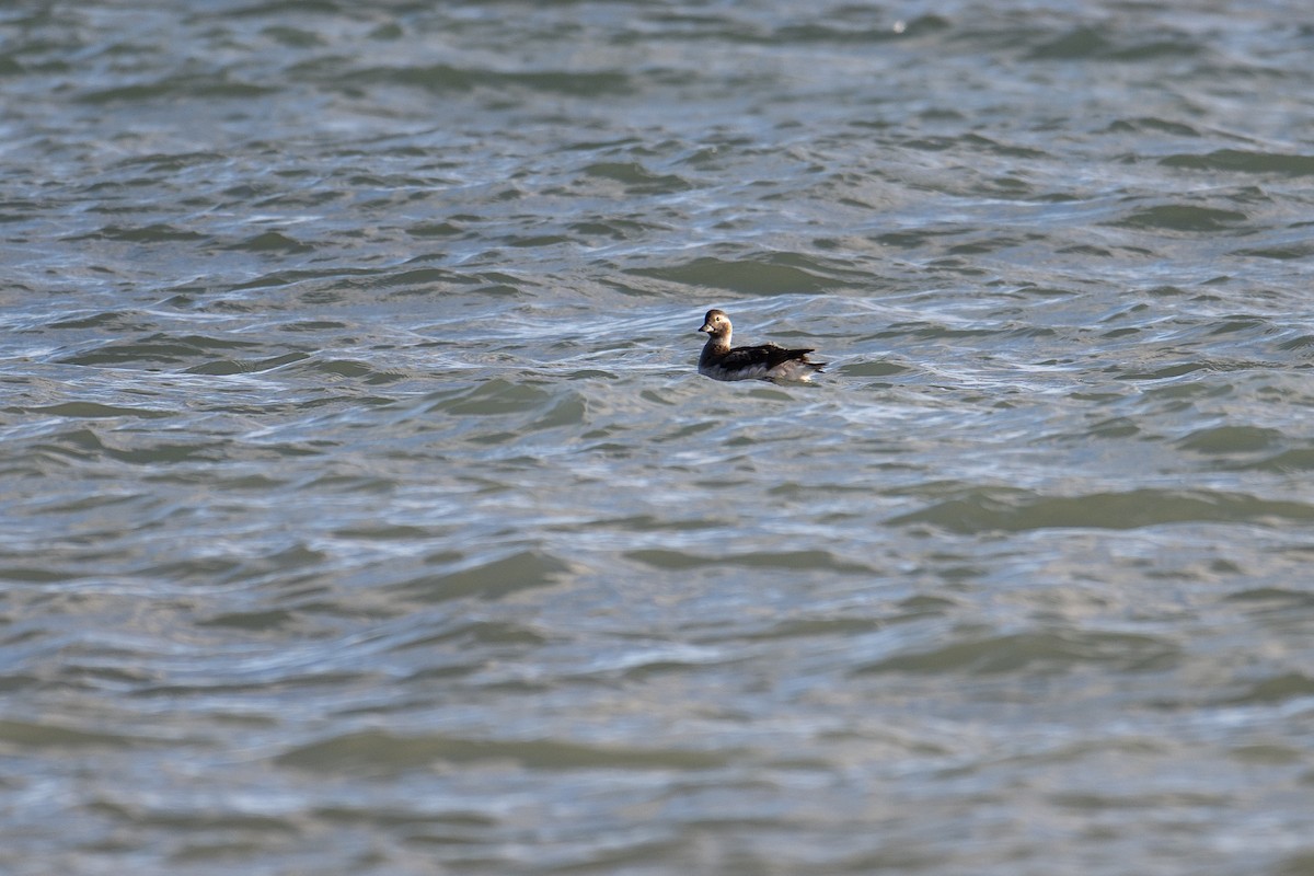 コオリガモ - ML645371336