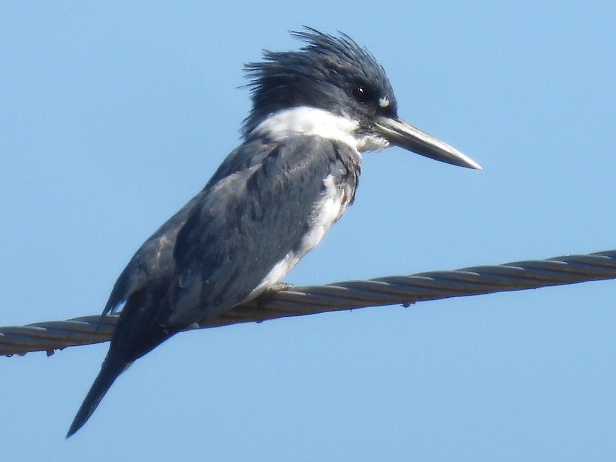 アメリカヤマセミ - ML645371337