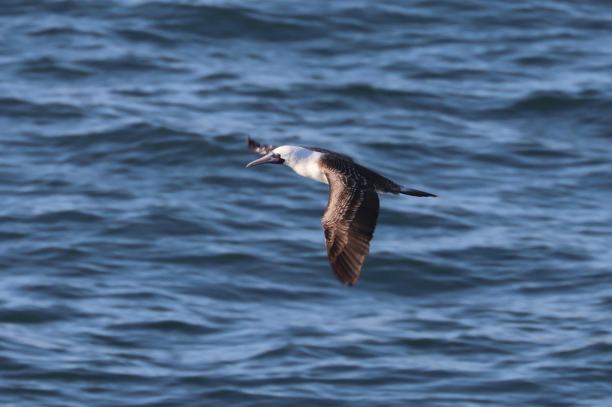 ペルーカツオドリ - ML645371338