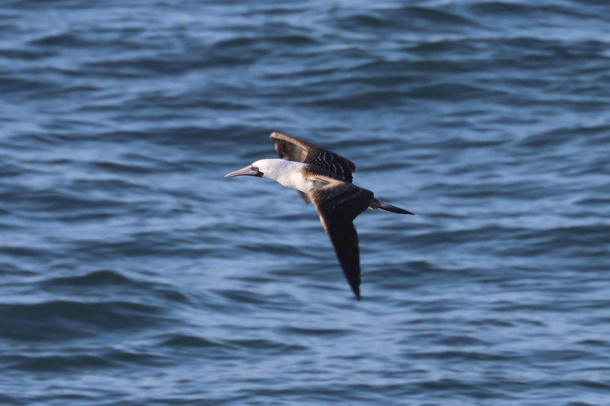 ペルーカツオドリ - ML645371339