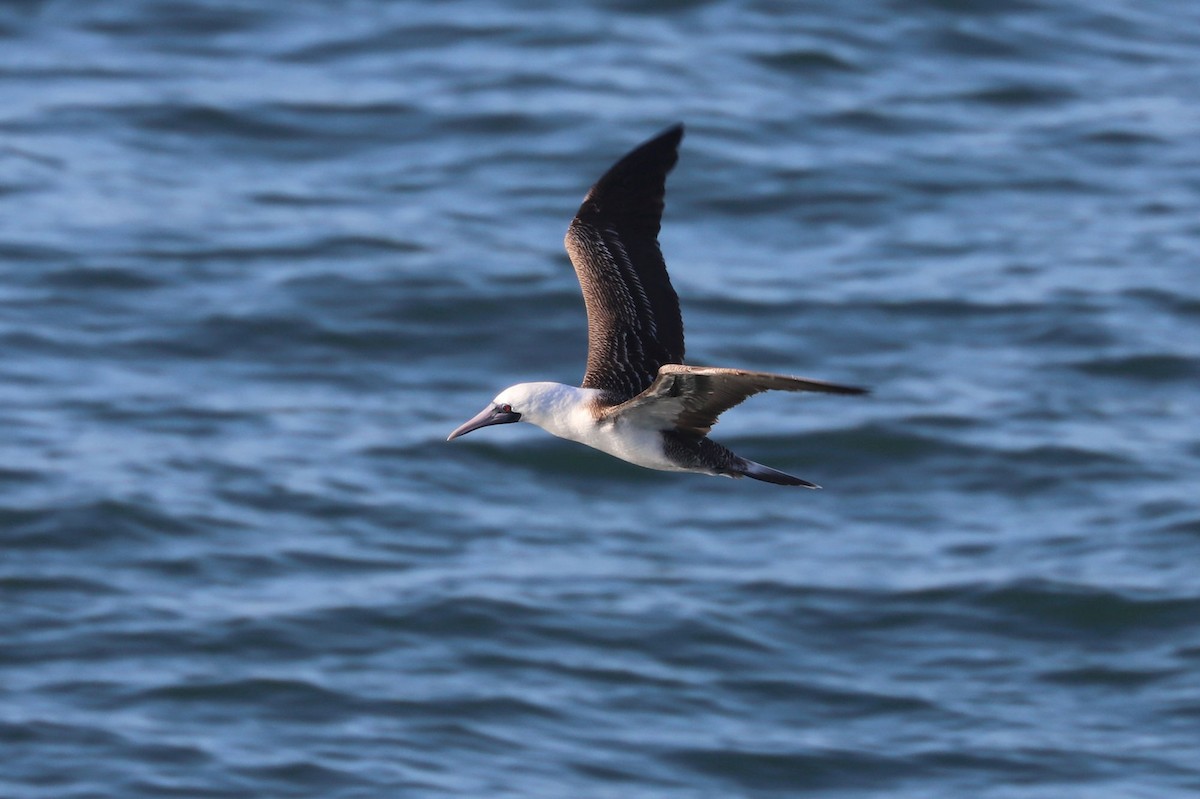 ペルーカツオドリ - ML645371340