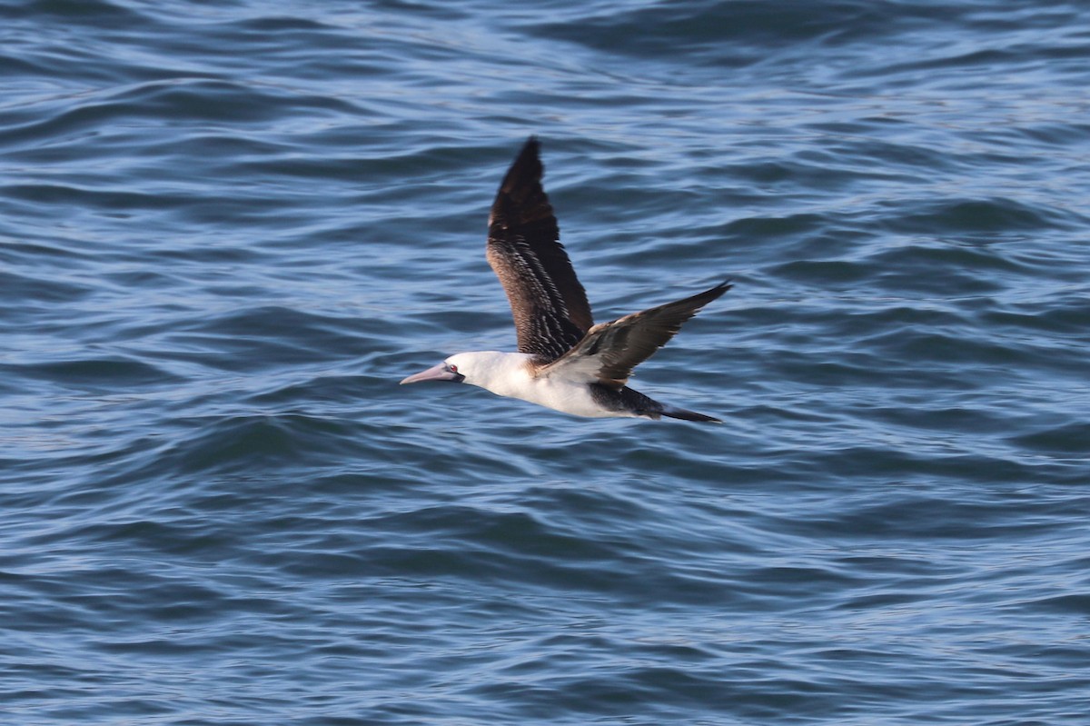 ペルーカツオドリ - ML645371341