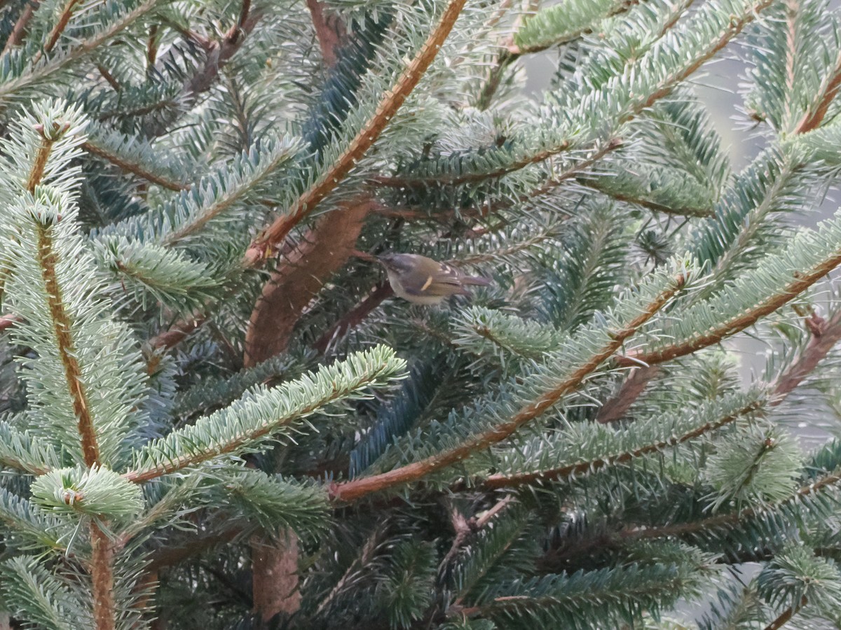 チャバネムシクイ - ML645371342