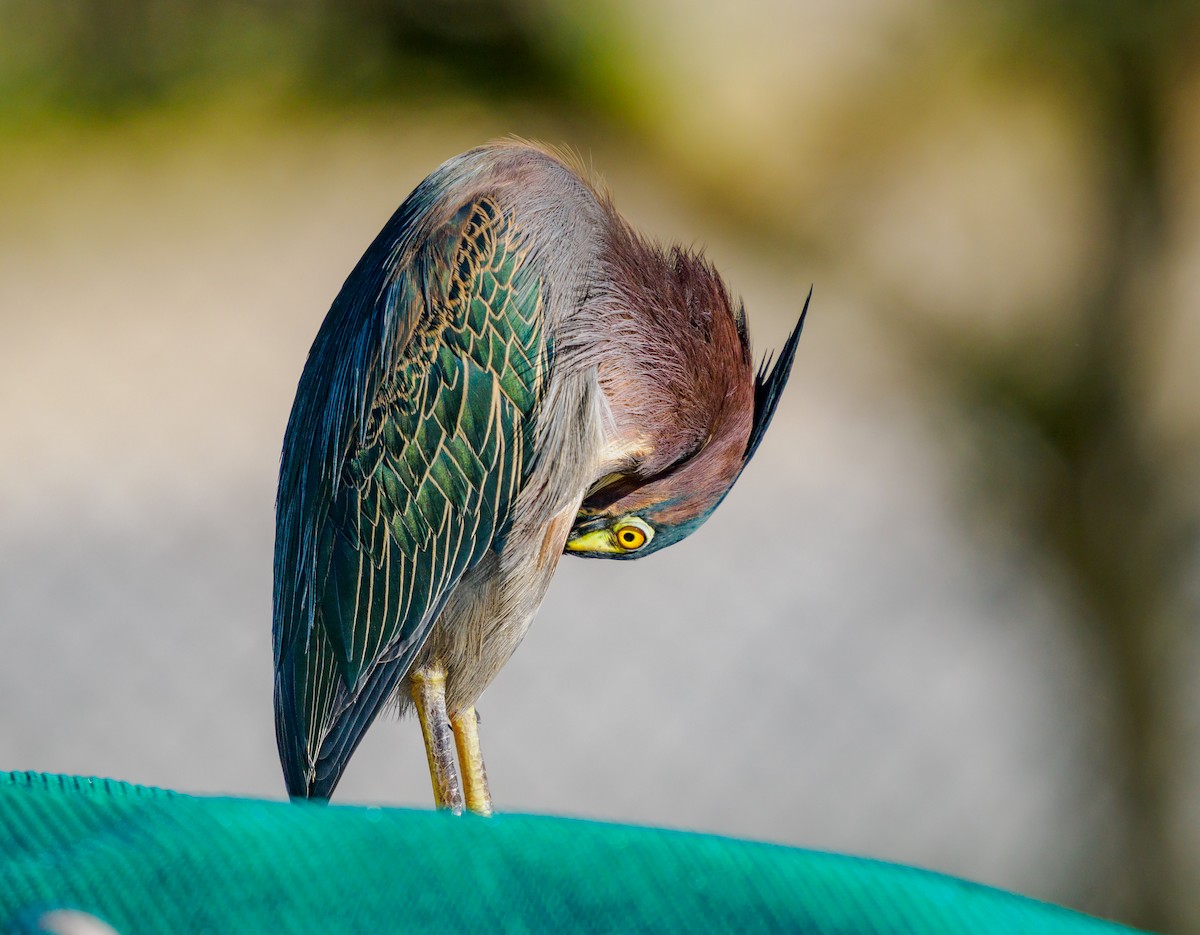 アメリカササゴイ - ML645371343