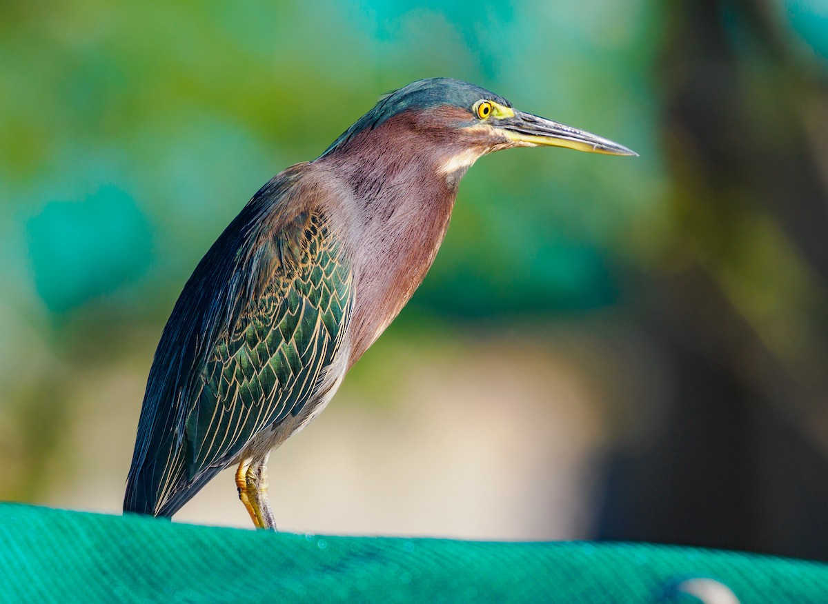 アメリカササゴイ - ML645371344