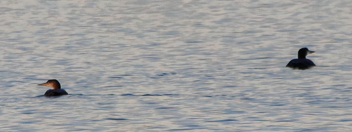 ハシグロアビ - ML645371345