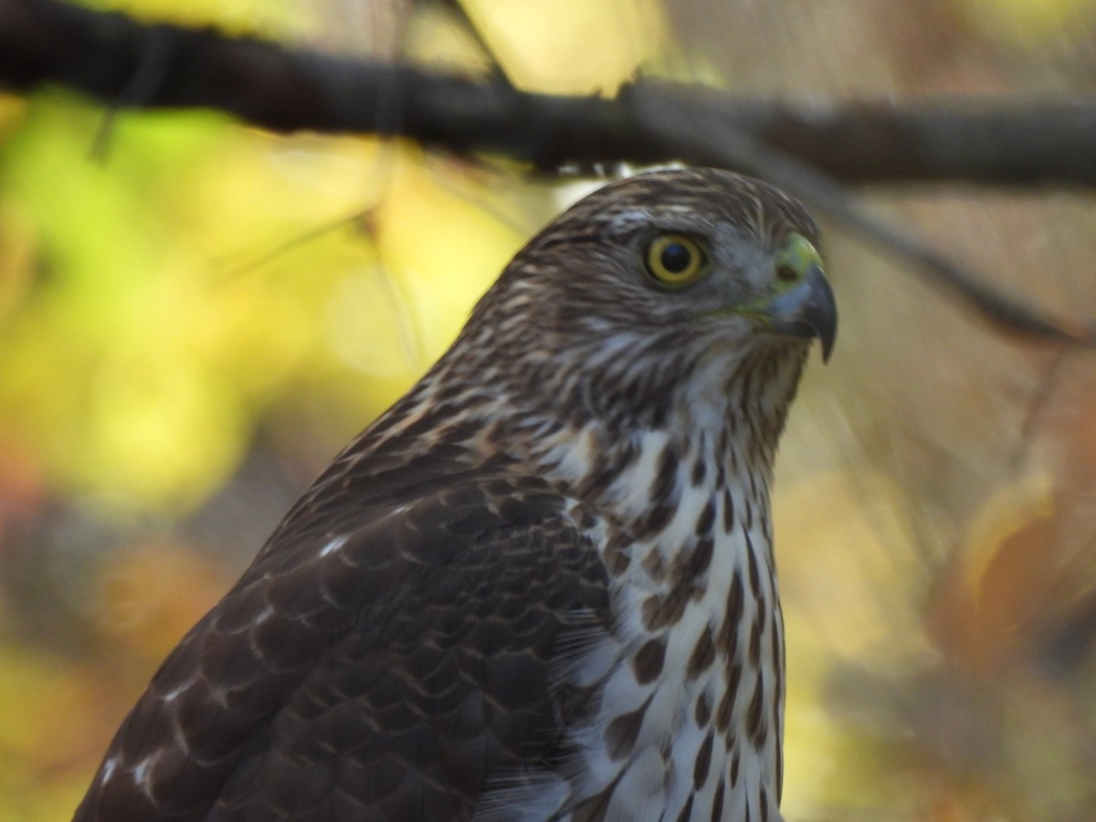 クーパーハイタカ - ML645371346