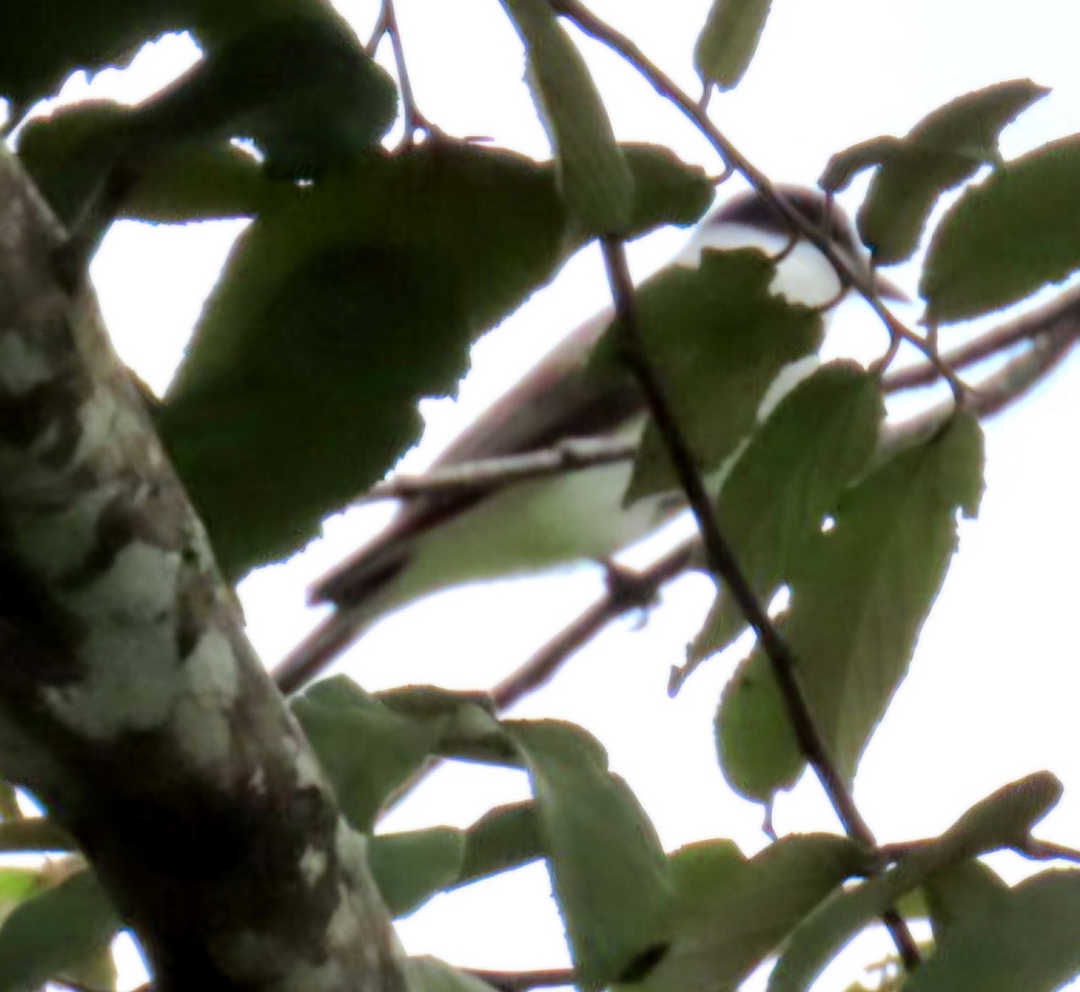 ズグロエンビタイランチョウ - ML645371348