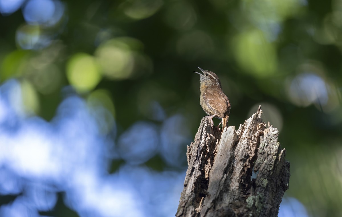 チャバラマユミソサザイ - ML645371354