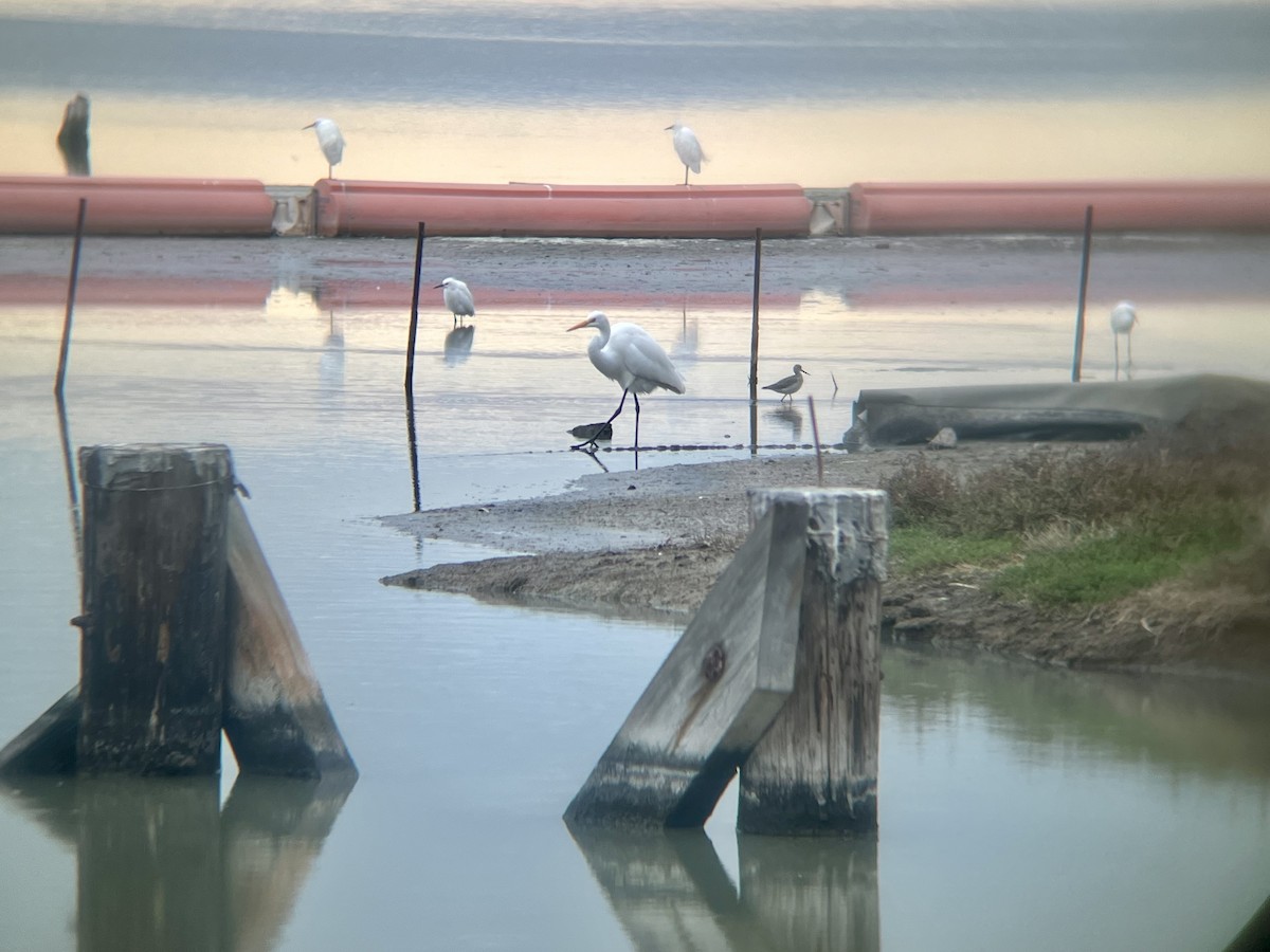 ダイサギ - ML645371357