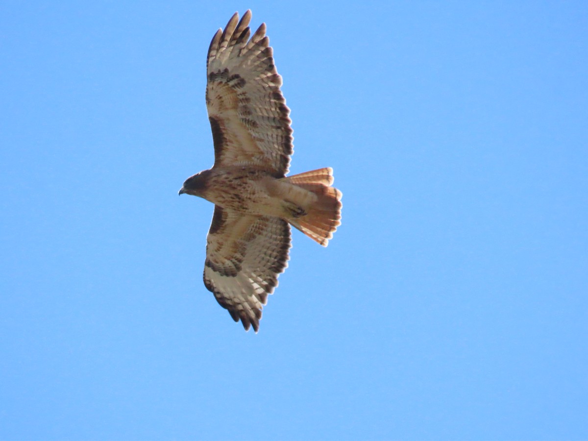 Red-tailed Hawk - ML645371359