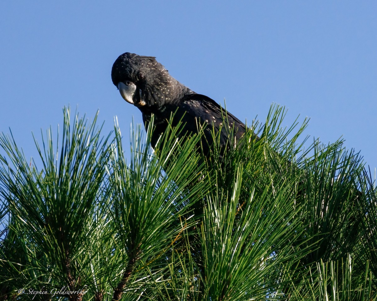 アカオクロオウム - ML645371366