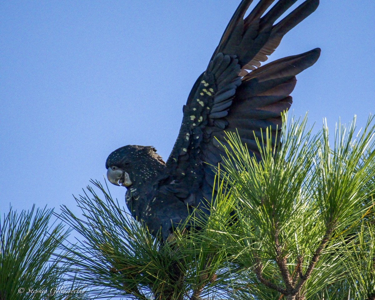 アカオクロオウム - ML645371368