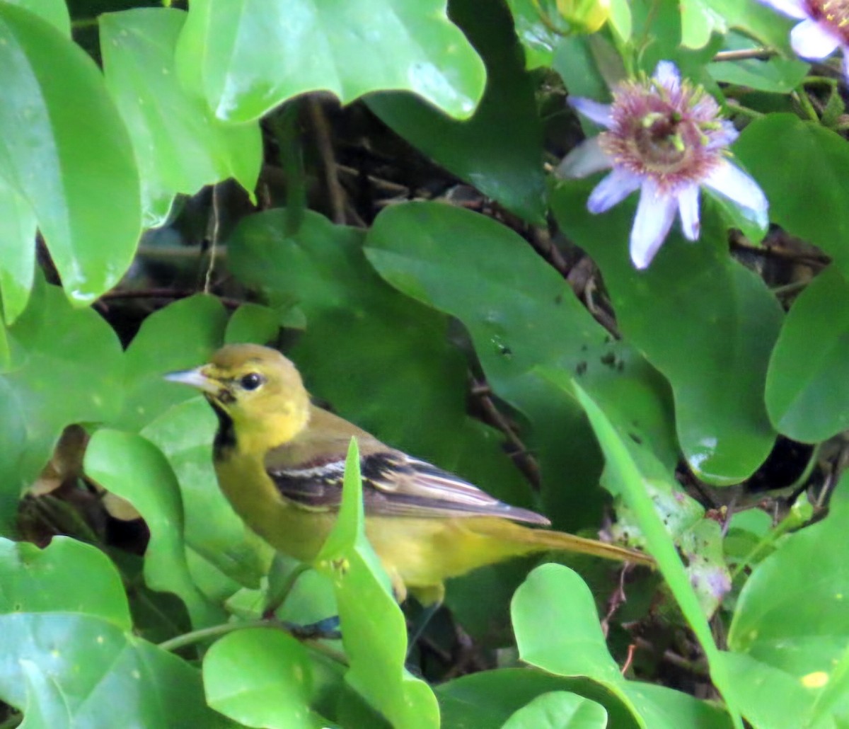 アカクロムクドリモドキ - ML645371369