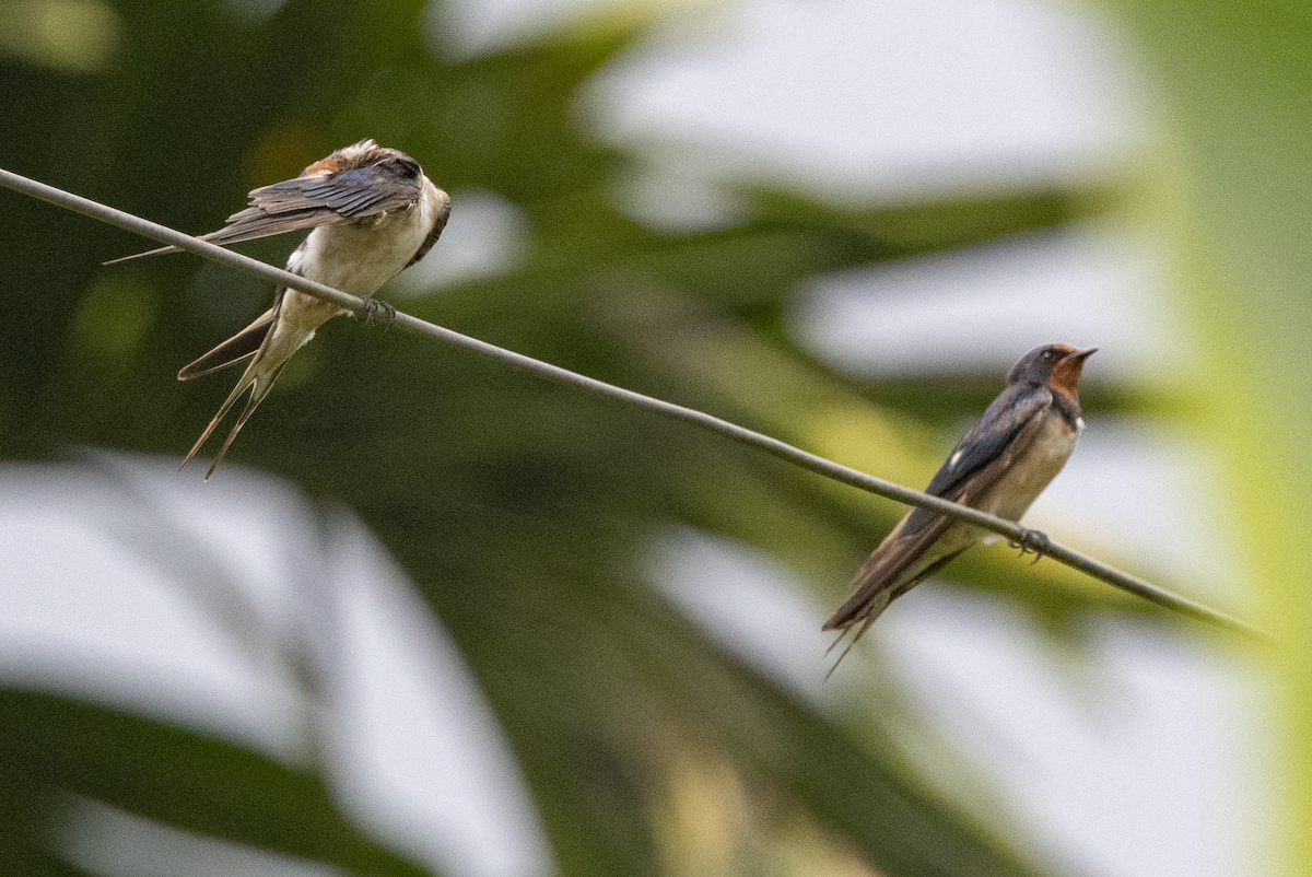 ツバメ - ML645371370