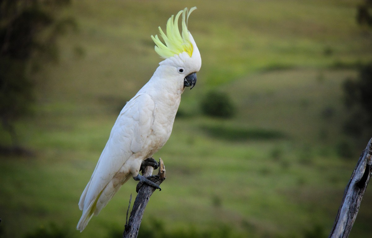 キバタン - ML645371371