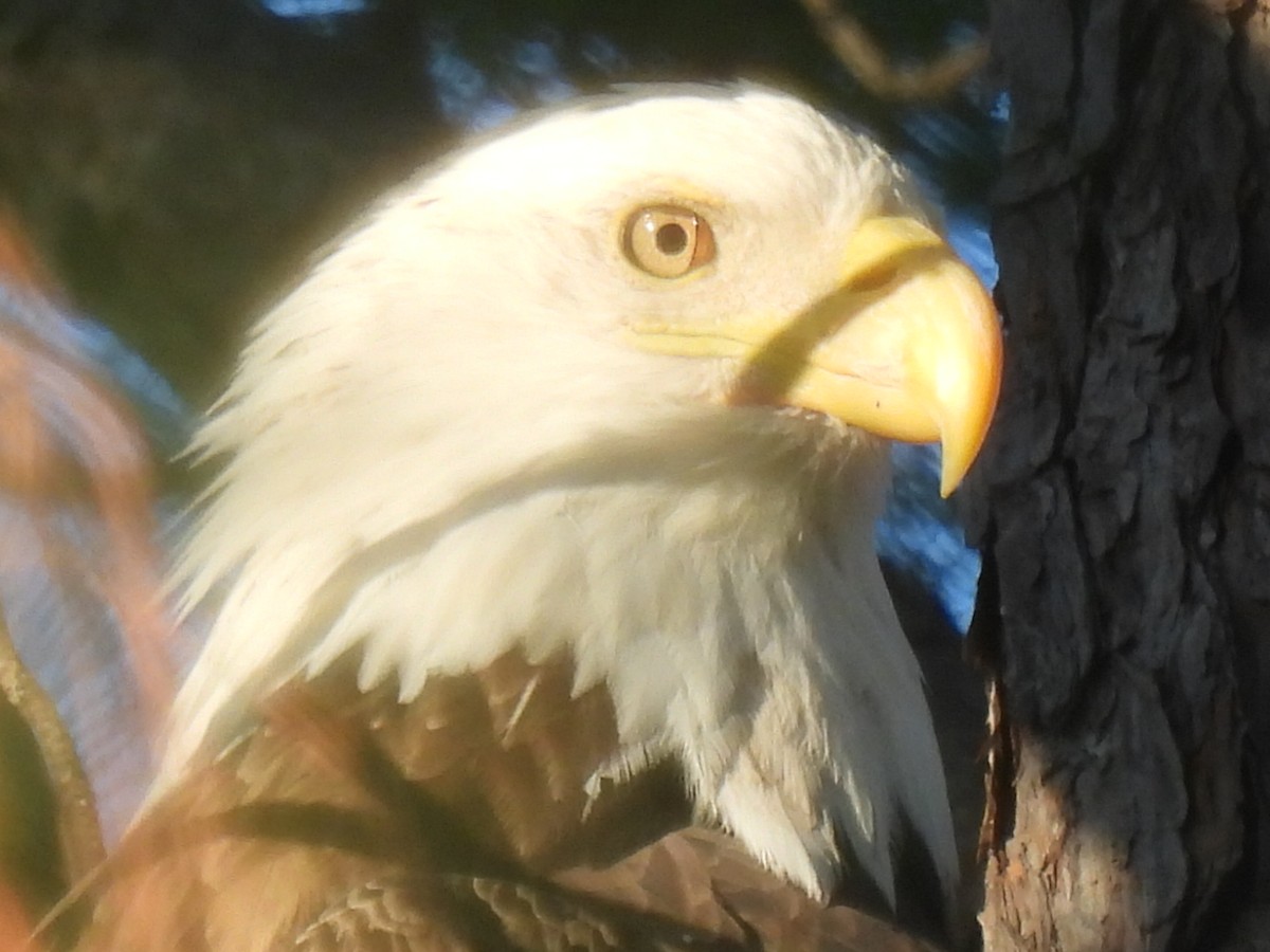 ハクトウワシ - ML645371372