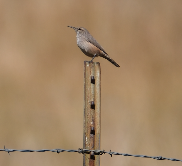 イワミソサザイ - ML645371373