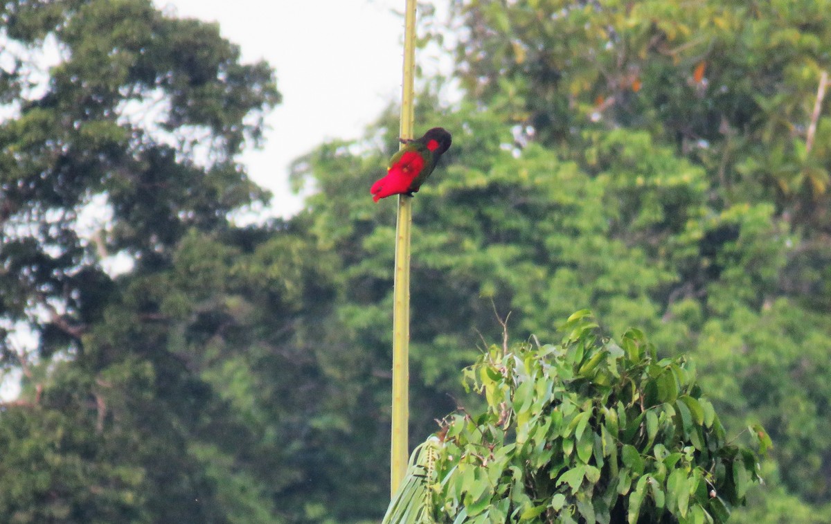 ショウジョウインコ - ML645371374