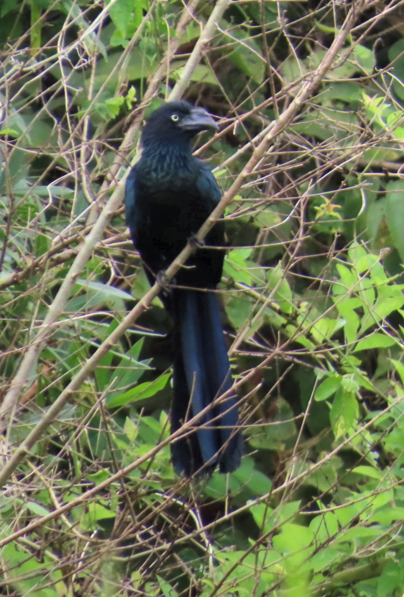 オナガクロムクドリモドキ - ML645371375