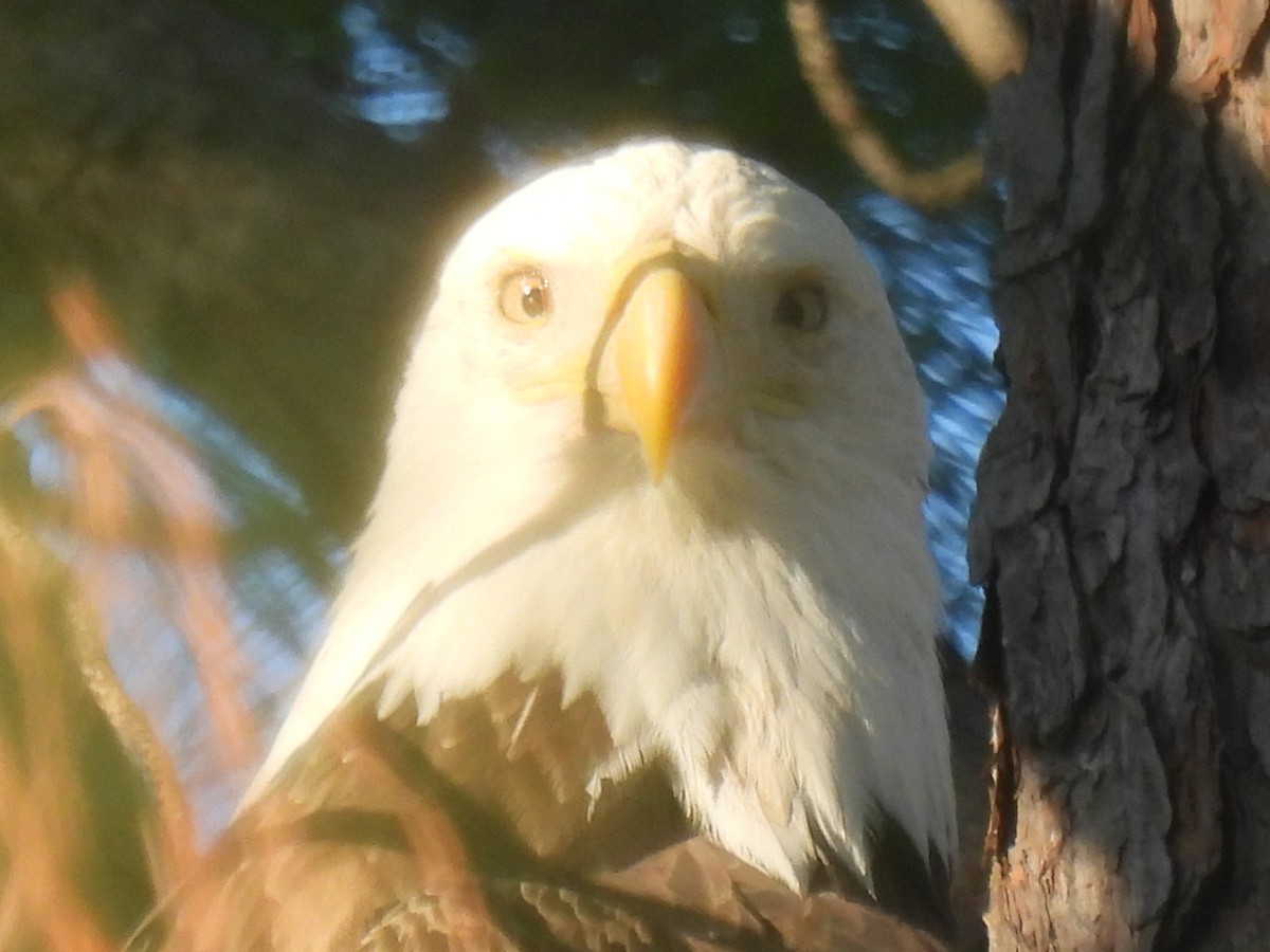 ハクトウワシ - ML645371376