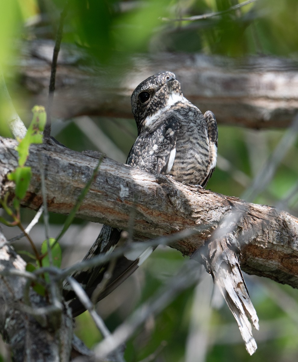Lesser Nighthawk - ML645371383