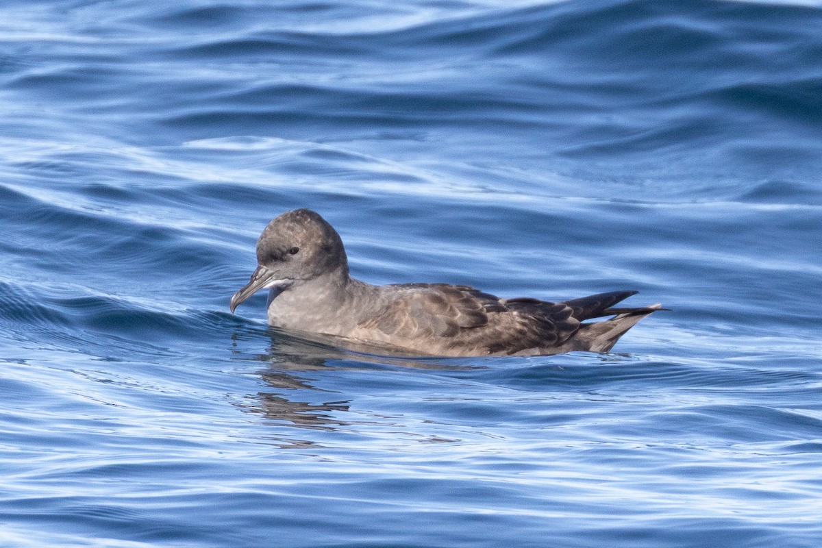Sooty Shearwater - ML645371400