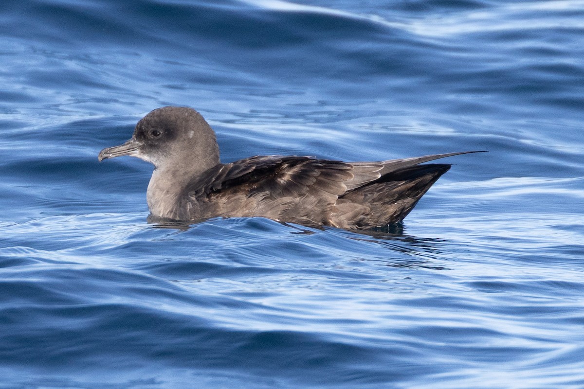 Sooty Shearwater - ML645371401