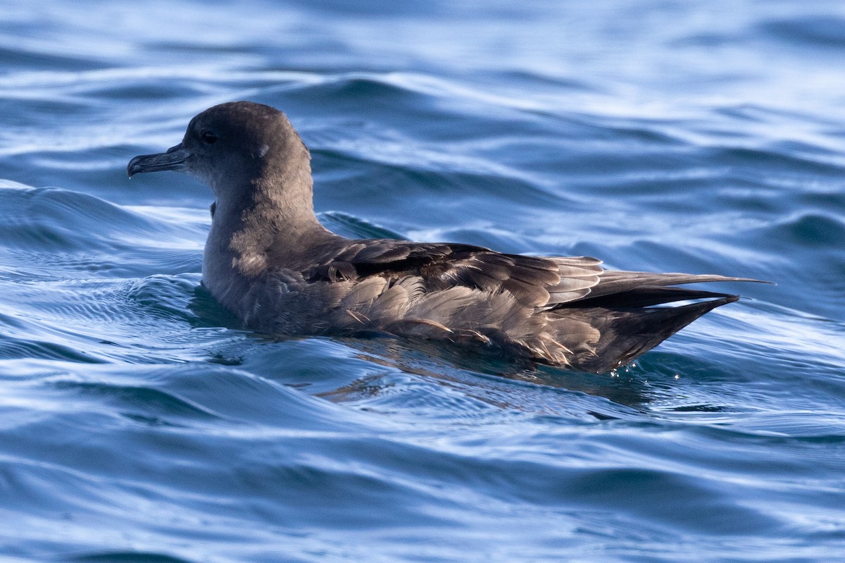 Sooty Shearwater - ML645371402