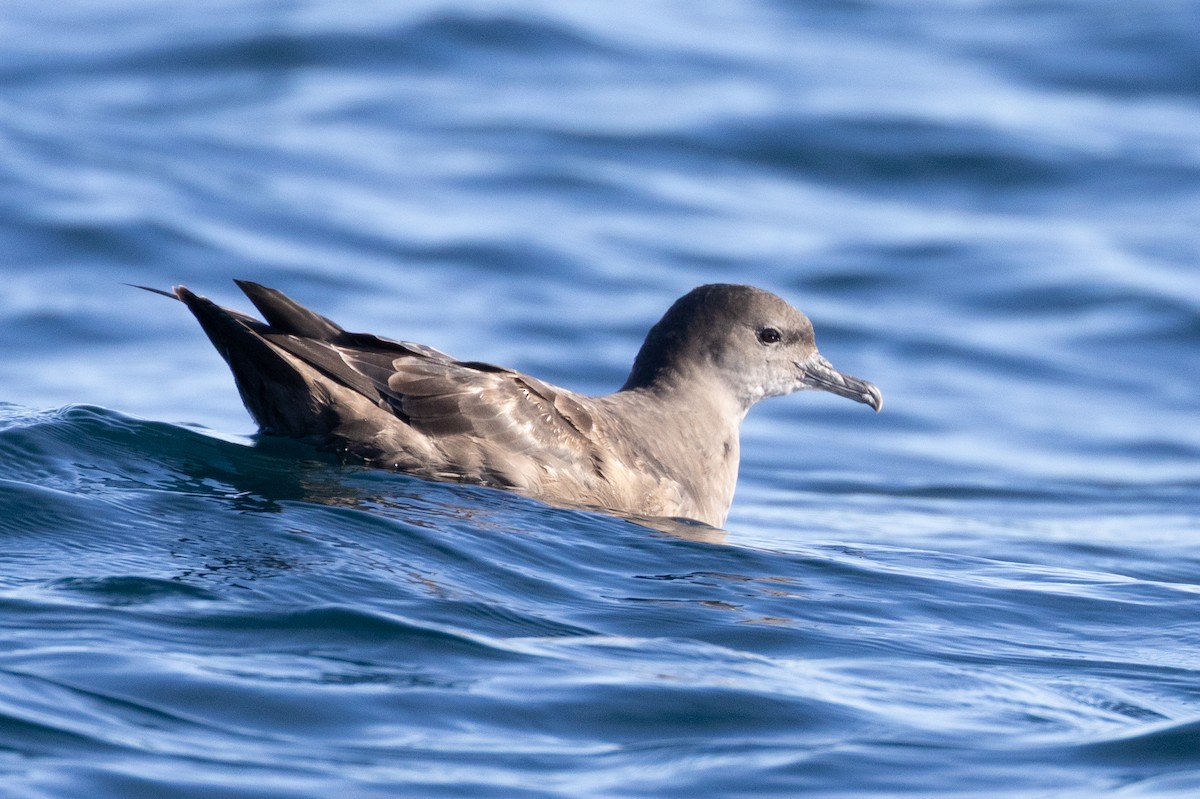 Sooty Shearwater - ML645371403