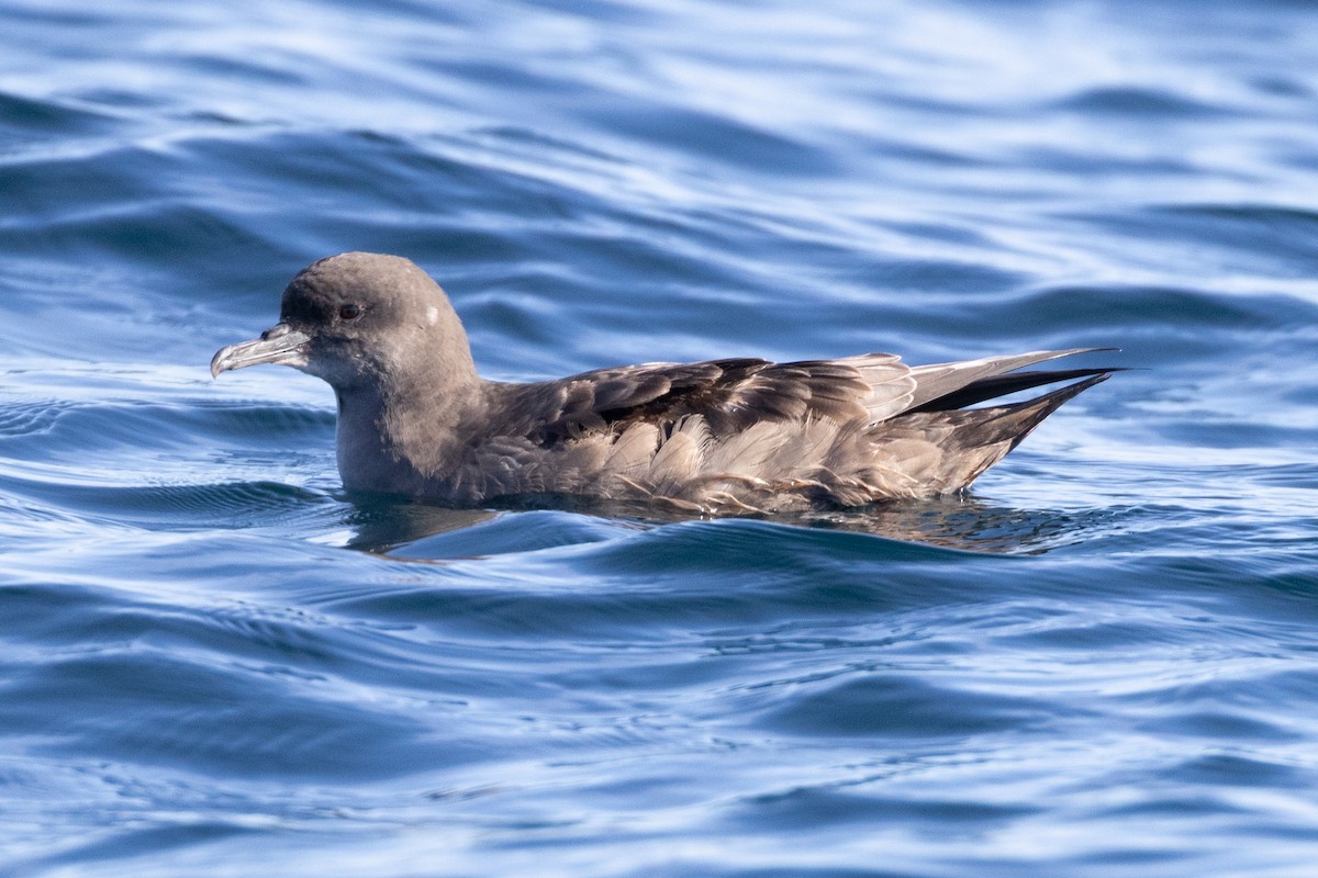 Sooty Shearwater - ML645371405