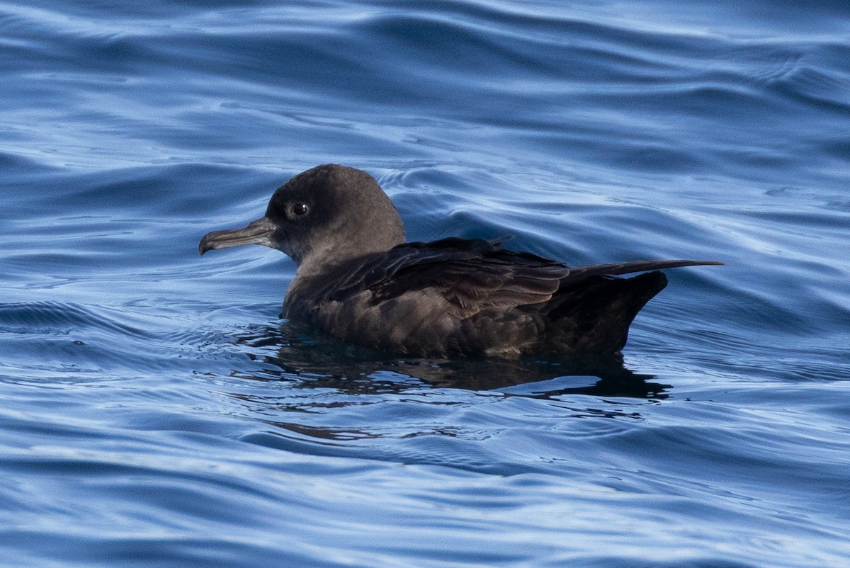 Sooty Shearwater - ML645371408