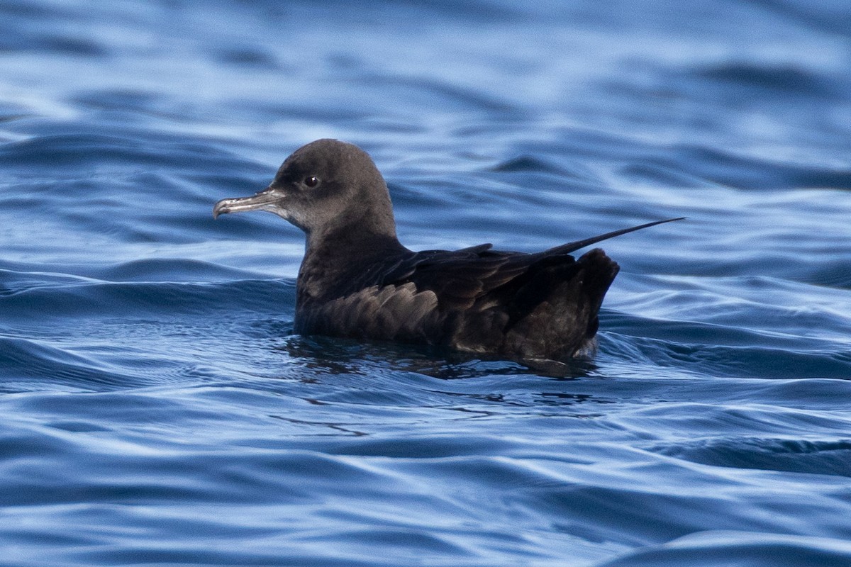 Sooty Shearwater - ML645371409