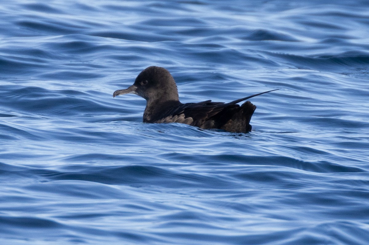 Sooty Shearwater - ML645371410