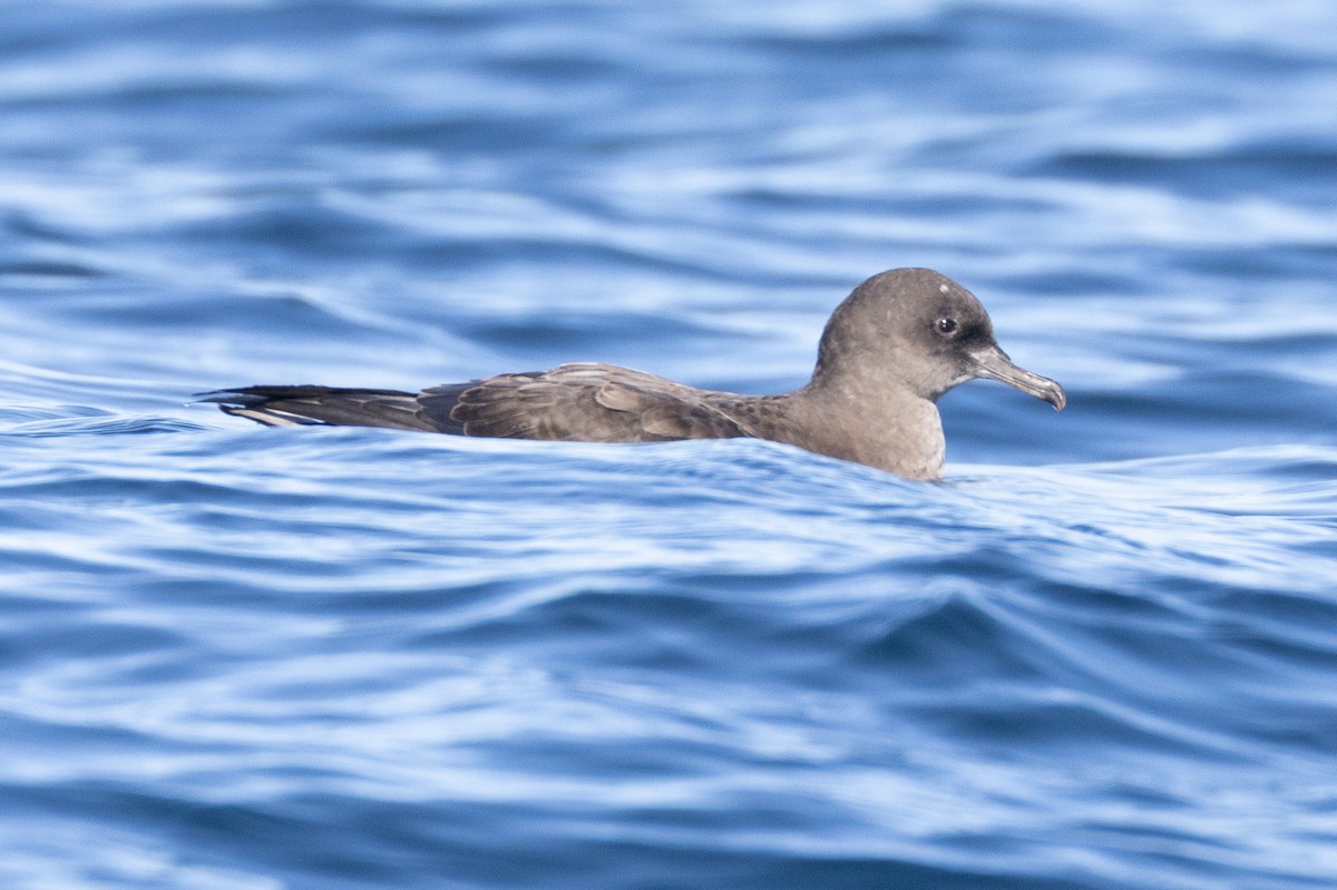 Sooty Shearwater - ML645371411