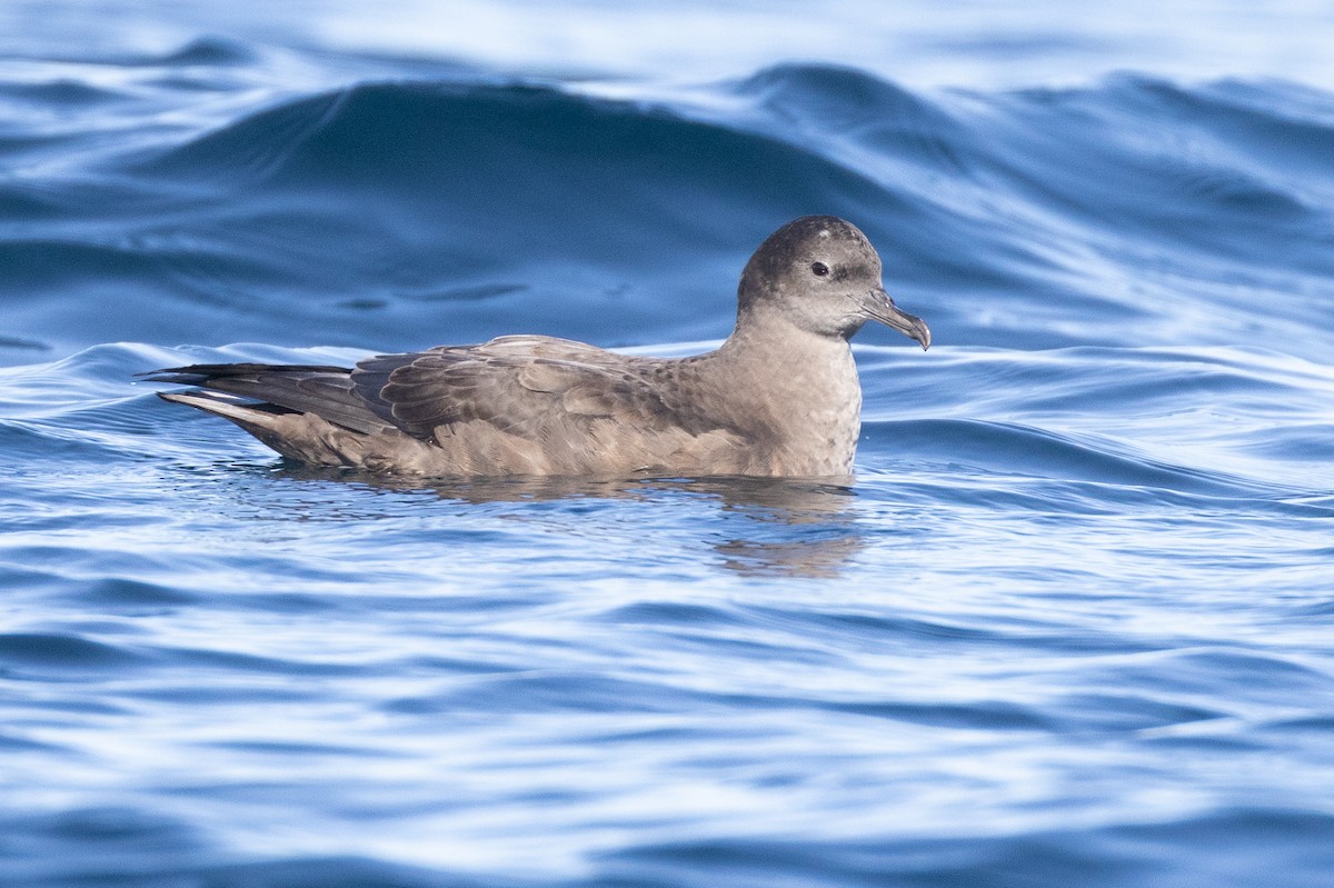 Sooty Shearwater - ML645371412