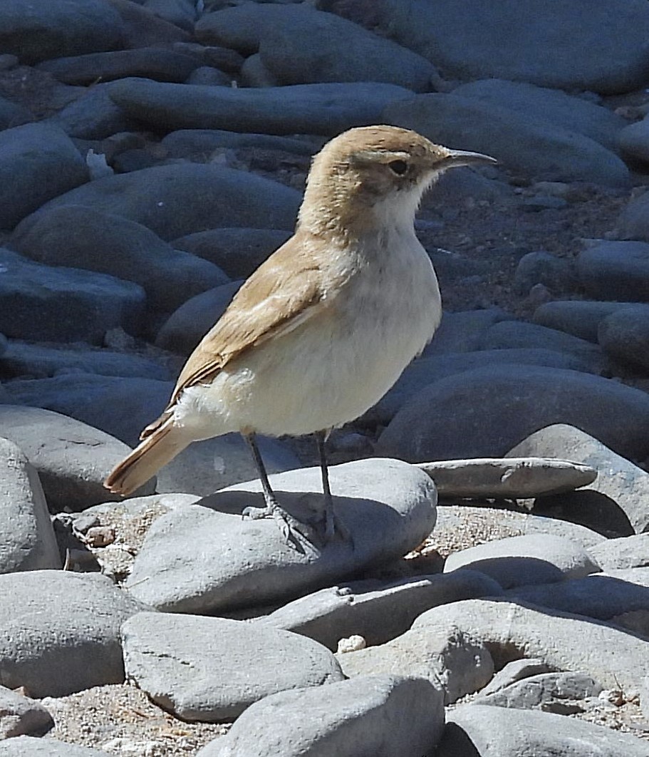 Puna Miner - ML645371413