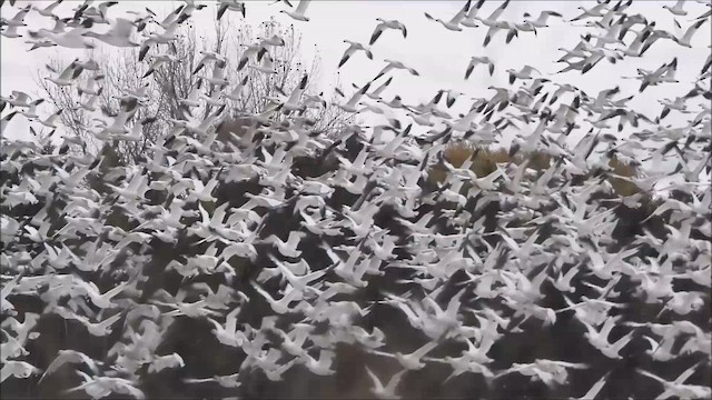 Snow Goose - ML645371427