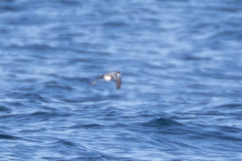 Ancient Murrelet - ML645371428
